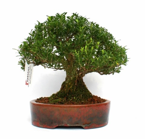 belteri buxus puszpang bonsai vasarlas rendelheto a marczika bonsai webaruhaz bonsai bolt kerteszetebol